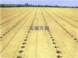 滴灌带效果图